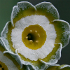 Primula Auricula Salad - Abriachan Nurseries